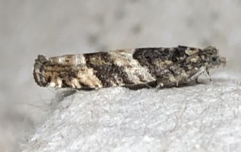Pseudexentera maracana