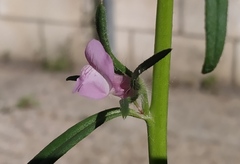 Misopates
