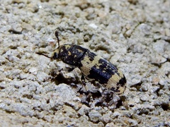 Basitropis