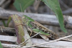 Locusta migratoria