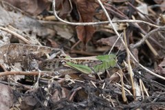Locusta migratoria