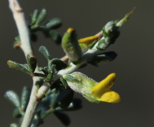 Image of Melolobium candicans by (c) Tony Rebelo, some rights reserved (CC BY-SA)
