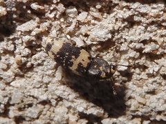 Basitropis