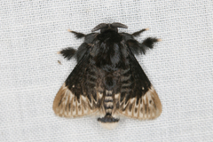 Podalia thanatos