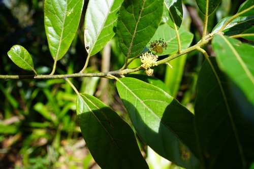 Litsea glutinosa image