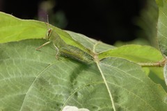 Patanga japonica