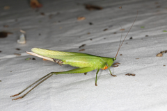 Hemeroplanes ornatus