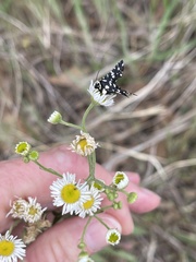 Pseudothyris sepulchralis
