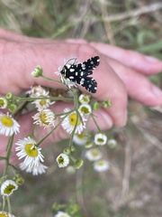 Pseudothyris sepulchralis