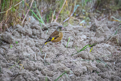 Chloris sinica minor