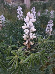 Lupinus albus