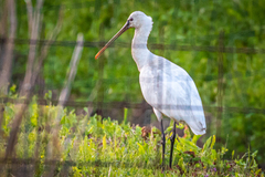 Platalea leucorodia leucorodia