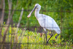 Platalea leucorodia leucorodia