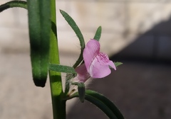 Misopates