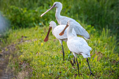 Platalea leucorodia leucorodia