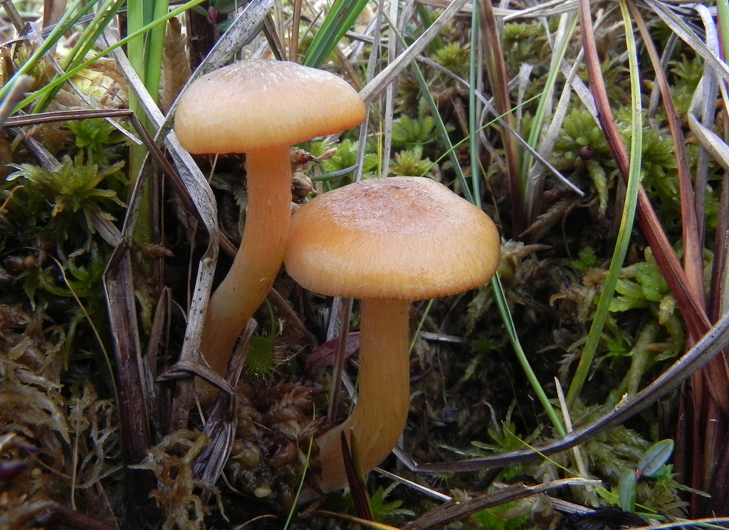 Marsh Honey Fungus
