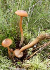 Desarmillaria ectypa