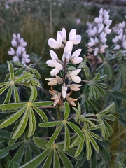 Lupinus albus