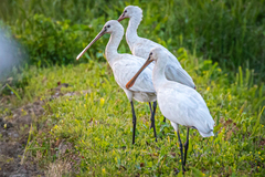 Platalea leucorodia leucorodia