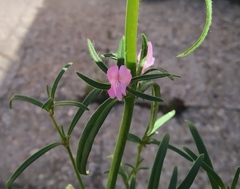 Misopates