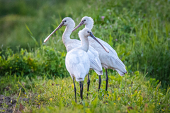 Platalea leucorodia leucorodia
