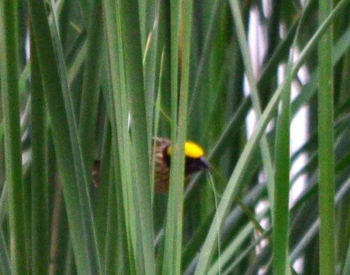 Streaked Weaver (Ploceus manyar), photo 8