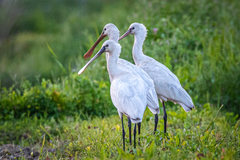 Platalea leucorodia leucorodia