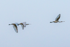 Platalea leucorodia leucorodia