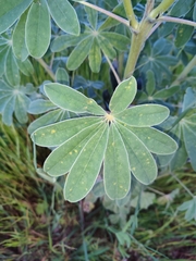 Lupinus albus
