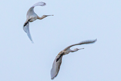 Platalea leucorodia leucorodia