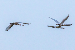 Platalea leucorodia leucorodia