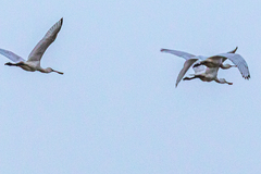 Platalea leucorodia leucorodia