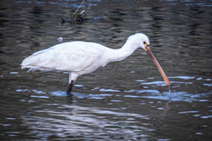 Platalea leucorodia leucorodia
