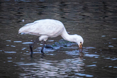 Platalea leucorodia leucorodia