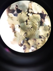 Parmelina pastillifera