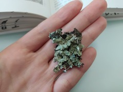Parmelina pastillifera