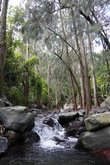 Casuarina equisetifolia image