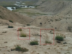 Psathyrostachys juncea