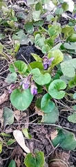 Viola odorata