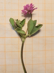 Trifolium resupinatum image