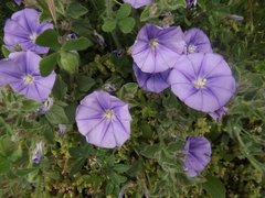 Convolvulus sabatius mauritanicus