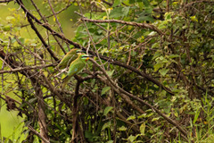 Merops persicus image