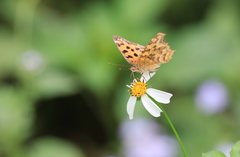 Polygonia c-aureum lunulata