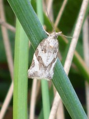 Argyrotaenia franciscana