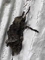 Leptostylus transversus