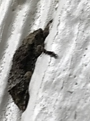 Leptostylus transversus