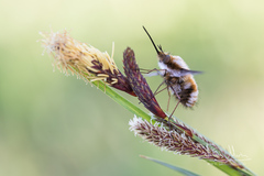Bombylius major