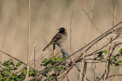 Pycnonotus xanthopygos