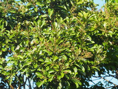 Buchanania arborescens