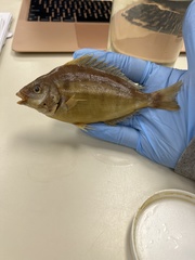 Orthopristis chrysoptera